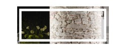Framed stone wall with a small plant on a white background